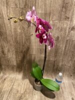 In Spike Phalaenopsis Fuller’s Romantic (4.5" Pot) - Image 8