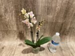 Fragrant Double Spikes Phalaenopsis Long Pride Leah 2335 (3" pot) - Image 6
