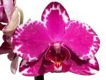 In Spike Phalaenopsis Yu Pin Burgundy (3" pot) - Image 2