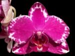 In Spike Phalaenopsis Yu Pin Burgundy (3" pot)