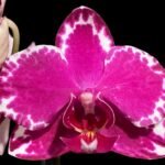 In Spike Phalaenopsis Yu Pin Burgundy (3" pot)