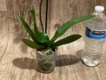 In Spike Phalaenopsis Yu Pin Burgundy (3" pot) - Image 9