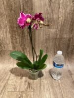 In Spike Phalaenopsis Yu Pin Burgundy (3" pot) - Image 8