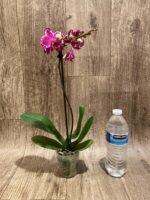 In Spike Phalaenopsis Yu Pin Burgundy (3" pot) - Image 7