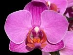 In Spike Phalaenopsis Younghome Coral Orange (3" pot) - Image 2
