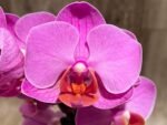 In Spike Phalaenopsis Younghome Coral Orange (3" pot) - Image 3