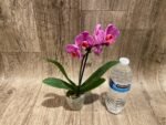 In Spike Phalaenopsis Younghome Coral Orange (3" pot) - Image 6