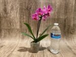 In Spike Phalaenopsis Younghome Coral Orange (3" pot) - Image 7