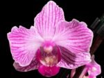 In Spikes Phalaenopsis Sogo Vivian ‘Special Petals’ (3" pot)