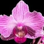 In Spikes Phalaenopsis Sogo Vivian ‘Special Petals’ (3" pot)