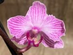 In Spikes Phalaenopsis Sogo Vivian ‘Special Petals’ (3" pot) - Image 3