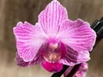 In Spikes Phalaenopsis Sogo Vivian ‘Special Petals’ (3" pot) - Image 6
