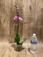 In Spikes Phalaenopsis Sogo Vivian ‘Special Petals’ (3" pot) - Image 8