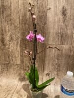In Spikes Phalaenopsis Sogo Vivian ‘Special Petals’ (3" pot) - Image 9