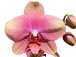 Double Spikes Phalaenopsis Baby Dynamite (4.5" pot) - Image 2