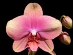 Double Spikes Phalaenopsis Baby Dynamite (4.5" pot)