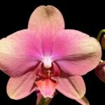 Double Spikes Phalaenopsis Baby Dynamite (4.5" pot)