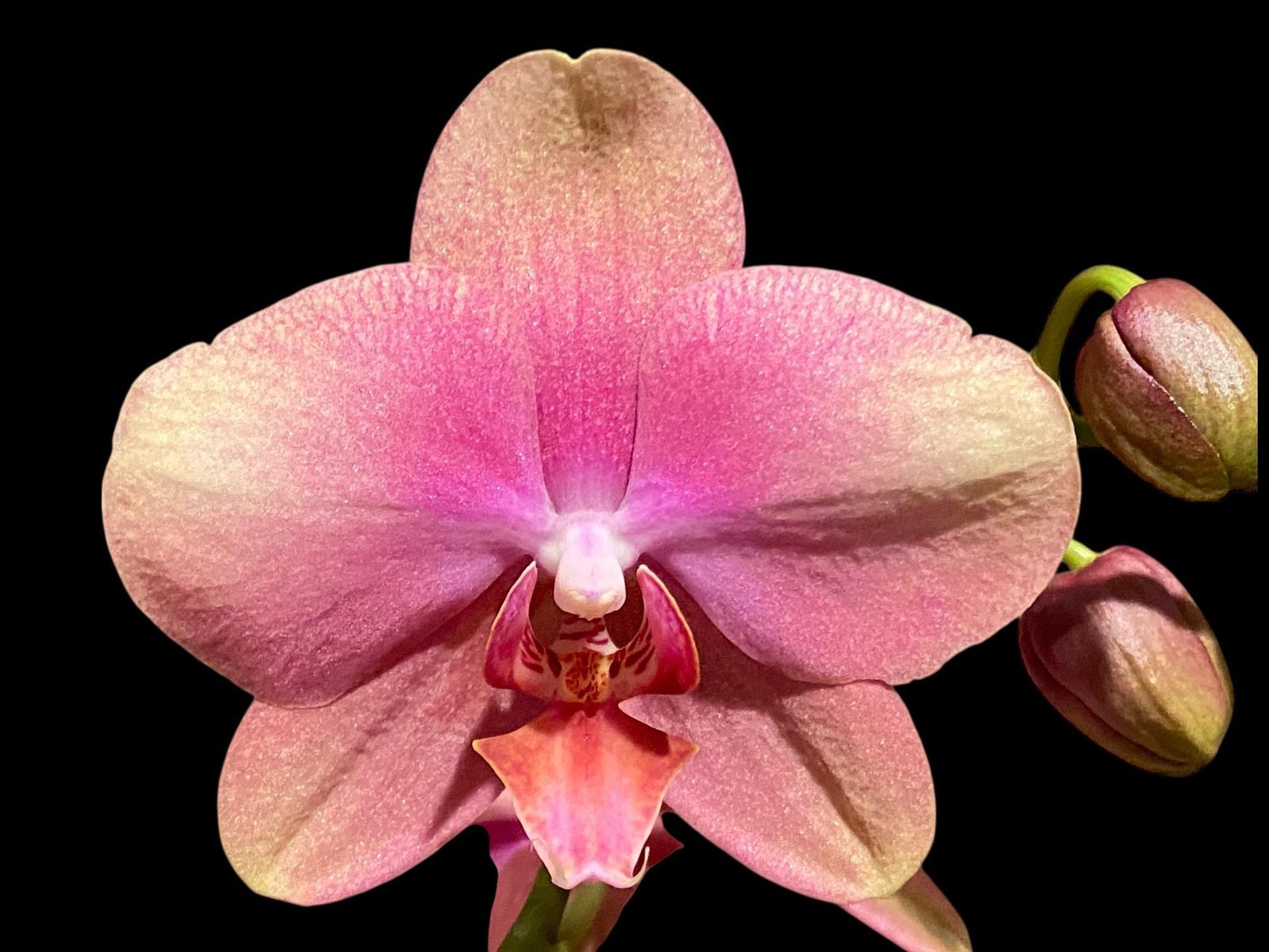 il_fullxfull.8762984693_h5aq.jpg Double Spikes Phalaenopsis Baby Dynamite (4.5" pot) - Image 1