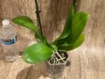 Double Spikes Phalaenopsis Baby Dynamite (4.5" pot) - Image 11