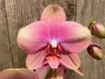 Double Spikes Phalaenopsis Baby Dynamite (4.5" pot) - Image 3