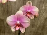 Double Spikes Phalaenopsis Baby Dynamite (4.5" pot) - Image 5