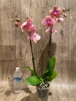 Double Spikes Phalaenopsis Baby Dynamite (4.5" pot) - Image 7