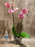 Double Spikes Phalaenopsis Baby Dynamite (4.5" pot) - Image 6