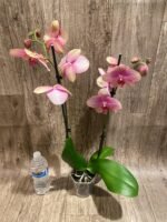 Double Spikes Phalaenopsis Baby Dynamite (4.5" pot) - Image 10
