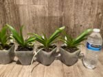 Rhynchorides Bangkok Sunset 'M' (Vandachostylis Thai Noi × Aerides houlletiana) (3.5” pot) - Image 8