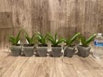 Rhynchorides Bangkok Sunset 'M' (Vandachostylis Thai Noi × Aerides houlletiana) (3.5” pot) - Image 9