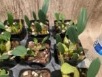 Fragrant - Dendrobium aggregatum (syn. lindleyi) (3.5” pot) - Image 5