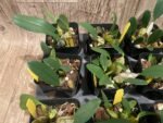 Fragrant - Dendrobium aggregatum (syn. lindleyi) (3.5” pot) - Image 4