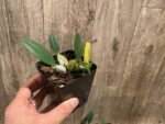 Fragrant - Dendrobium aggregatum (syn. lindleyi) (3.5” pot) - Image 8