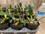 Fragrant - Dendrobium aggregatum (syn. lindleyi) (3.5” pot) - Image 7