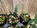 Fragrant - Dendrobium aggregatum (syn. lindleyi) (3.5” pot) - Image 3