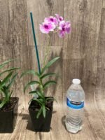 Dendrobium Yaya (3.5” pot) - Image 8