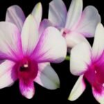Dendrobium Apichart Rainbow (3.5” pot)