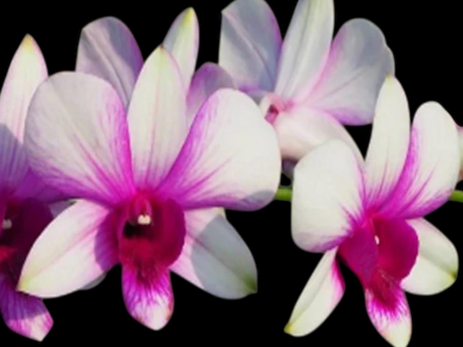 il_fullxfull.8771754997_ol9r.jpg Dendrobium Apichart Rainbow (3.5” pot) - Image 1
