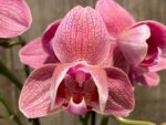 Double Spikes Phalaenopsis I-Hsin Fantasist ‘Peloric’ (3" pot) - Image 3