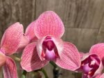 Double Spikes Phalaenopsis I-Hsin Fantasist ‘Peloric’ (3" pot) - Image 4