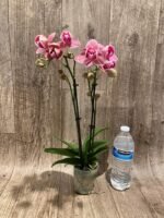 Double Spikes Phalaenopsis I-Hsin Fantasist ‘Peloric’ (3" pot) - Image 6