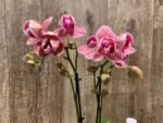 Double Spikes Phalaenopsis I-Hsin Fantasist ‘Peloric’ (3" pot) - Image 5