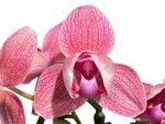 Double Spikes Phalaenopsis I-Hsin Fantasist ‘Peloric’ (3" pot) - Image 2