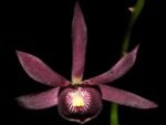 Guarechea Miva Etoile Noire (Gur. bowingiana x Psh. cochleata) (3.5" pot) - Image 3