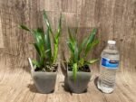 Guarechea Miva Etoile Noire (Gur. bowingiana x Psh. cochleata) (3.5" pot) - Image 4