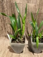 Guarechea Miva Etoile Noire (Gur. bowingiana x Psh. cochleata) (3.5" pot) - Image 6