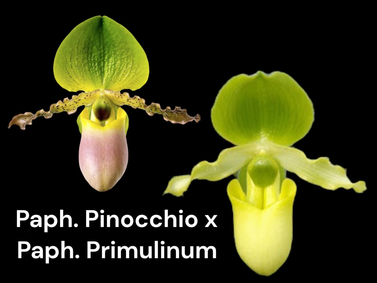 il_fullxfull.8777871655_a126.jpg Paph. pinocchio x Paph.primulinum 'Wide Petal' Sequential Bloom (Blooming Size) (3.5” pot) - Image 1