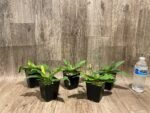 Paph. pinocchio x Paph.primulinum 'Wide Petal' Sequential Bloom (Blooming Size) (3.5” pot) - Image 6