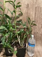 Dendrobium purpureum albesense 'Soft Pink' x self (3.5” pot) - Image 7