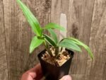 Dendrobium Lilac Dream (2” pot) - Image 2